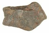 Canyon Diablo Iron Meteorite ( g) - Arizona #270682-1